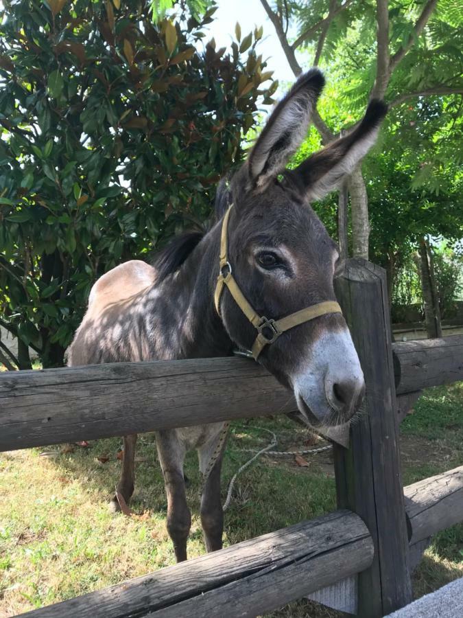 Agriturismo A Casa Di Susanna Santo Stefano del Sole Kültér fotó